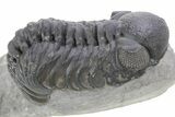 Detailed Austerops Trilobite - Ofaten, Morocco #356924-2